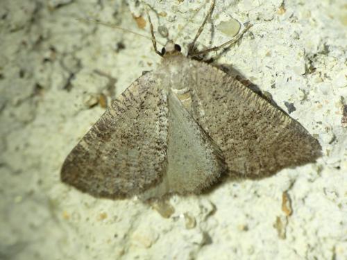 Pachycnemia tibiaria